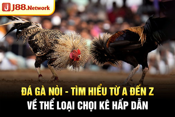 Đá Gà Nòi – Tìm Hiểu Từ A Đến Z Về Thể Loại Chọi Kê Hấp Dẫn